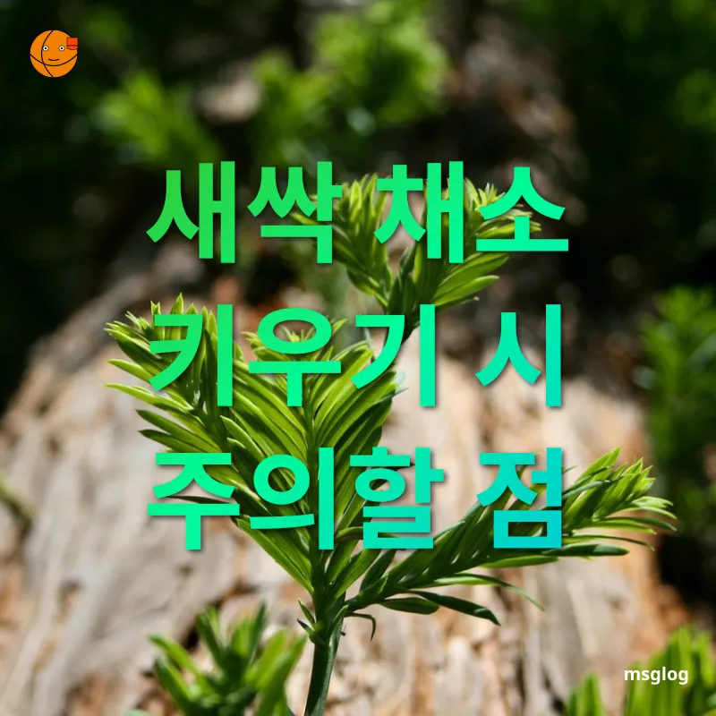 건강한 새싹 키우기 - 새싹 채소 키우기 시 주의할 점 건강한 새싹 키우기 새싹 채소 키우기 시 주의할 점 관련 이미지