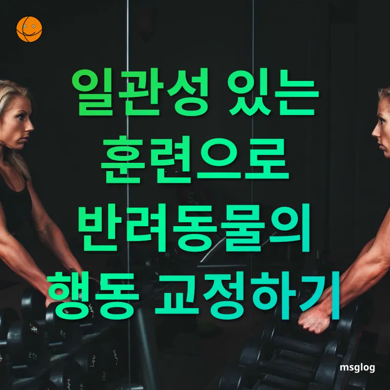 반려동물 홈 트레이닝 - 훈련의 핵심은 규칙성 반려동물 홈 트레이닝 훈련의 핵심은 규칙성 관련 이미지