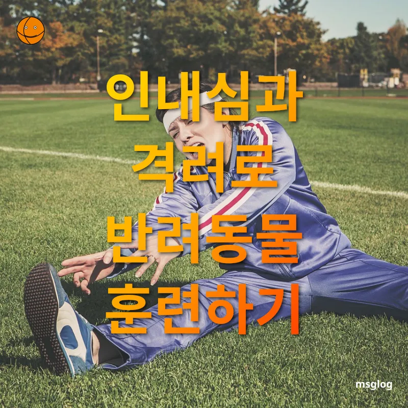 반려동물 홈 트레이닝 - 인내심과 격려로 반려동물 훈련하기 반려동물 홈 트레이닝 인내심과 격려로 반려동물 훈련하기 관련 이미지