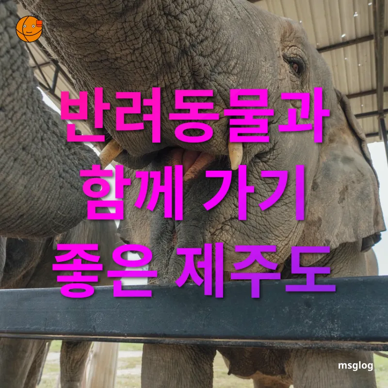 반려동물 동반 여행 - 아름다운 제주의 자연 경관 반려동물 동반 여행 아름다운 제주의 자연 경관 관련 이미지