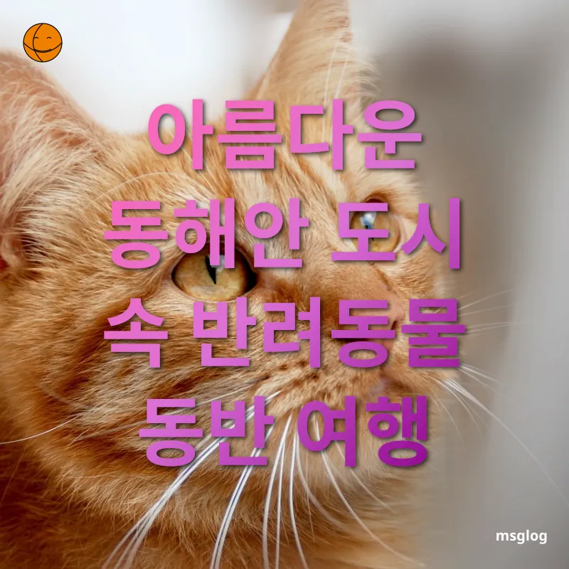 반려동물 동반 여행 - 아름다운 동해안 도시 속 반려동물 동반 여행 반려동물 동반 여행 아름다운 동해안 도시 속 반려동물 동반 여행 관련 이미지