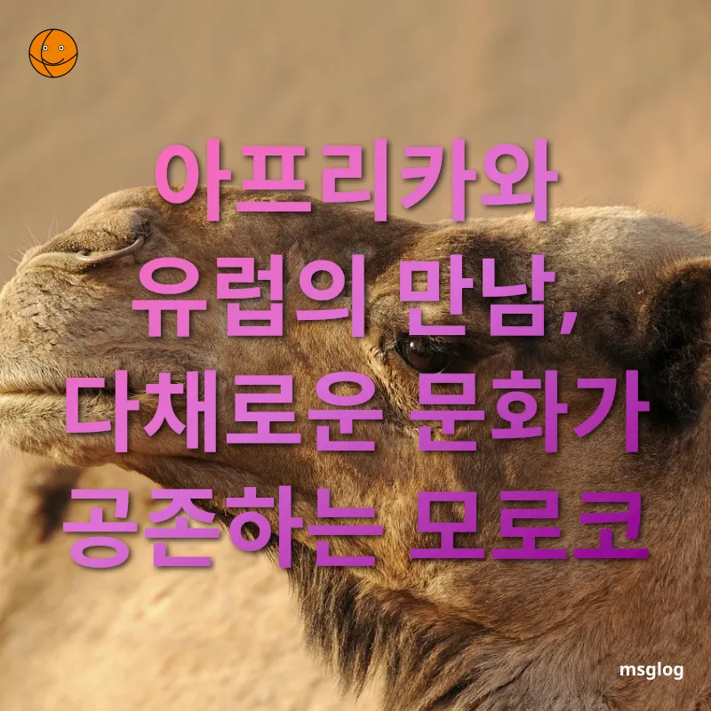 모로코 여행 유럽과 아프리카의 융합, 모로코의 다양성 관련 이미지